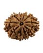 10 Mukhi Rudraksha (Nepal) 24.77 MM