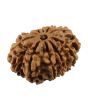10 Mukhi Rudraksha (Nepal) 24.77 MM