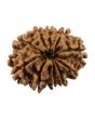 10 Mukhi Rudraksha (Nepal) 24.77 MM