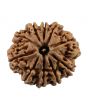10 Mukhi Rudraksha (Nepal) 23.55 MM