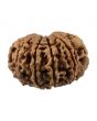 10 Mukhi Rudraksha (Nepal) 23.55 MM