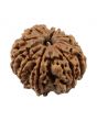 10 Mukhi Rudraksha (Nepal) 23.55 MM