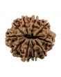 10 Mukhi Rudraksha (Nepal) 23.55 MM