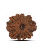 10 Mukhi Rudraksha (Nepal) 22.94 MM