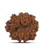 10 Mukhi Rudraksha (Nepal) 22.94 MM