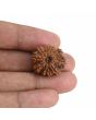 10 Mukhi Rudraksha (Nepal) 22.94 MM