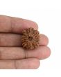 10 Mukhi Rudraksha (Nepal) 22.94 MM
