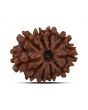 10 Mukhi Rudraksha (Nepal) 20.96 MM