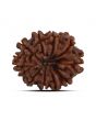 10 Mukhi Rudraksha (Nepal) 20.96 MM