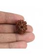 10 Mukhi Rudraksha (Nepal) 20.96 MM