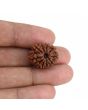 10 Mukhi Rudraksha (Nepal) 20.96 MM