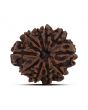10 Mukhi Rudraksha (Nepal) 23.64 MM