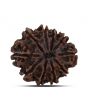 10 Mukhi Rudraksha (Nepal) 23.64 MM
