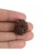 10 Mukhi Rudraksha (Nepal) 23.64 MM