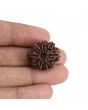 10 Mukhi Rudraksha (Nepal) 23.64 MM