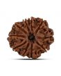 10 Mukhi Rudraksha (Nepal) 24.16 MM