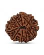 10 Mukhi Rudraksha (Nepal) 24.16 MM