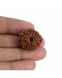 10 Mukhi Rudraksha (Nepal) 24.16 MM