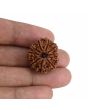 10 Mukhi Rudraksha (Nepal) 24.16 MM