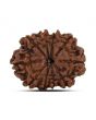 10 Mukhi Rudraksha (Nepal) 22.06 MM