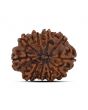 10 Mukhi Rudraksha (Nepal) 22.06 MM