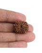 10 Mukhi Rudraksha (Nepal) 22.06 MM