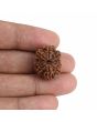10 Mukhi Rudraksha (Nepal) 22.06 MM