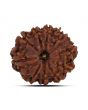 10 Mukhi Rudraksha (Nepal) 23.73 MM