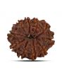 10 Mukhi Rudraksha (Nepal) 23.73 MM