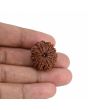 10 Mukhi Rudraksha (Nepal) 23.73 MM