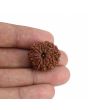 10 Mukhi Rudraksha (Nepal) 23.73 MM