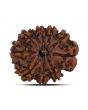 10 Mukhi Rudraksha (Nepal) 21.76 MM
