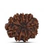 10 Mukhi Rudraksha (Nepal) 21.76 MM