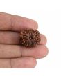 10 Mukhi Rudraksha (Nepal) 21.76 MM
