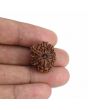 10 Mukhi Rudraksha (Nepal) 21.76 MM