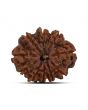 10 Mukhi Rudraksha (Nepal) 22.15 MM