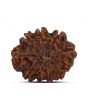 10 Mukhi Rudraksha (Nepal) 22.15 MM