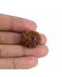 10 Mukhi Rudraksha (Nepal) 22.15 MM
