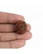 10 Mukhi Rudraksha (Nepal) 22.15 MM