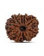 10 Mukhi Rudraksha (Nepal) 25.13 MM