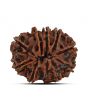10 Mukhi Rudraksha (Nepal) 25.13 MM