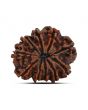 10 Mukhi Rudraksha (Nepal) 23.17 MM