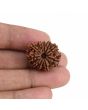 10 Mukhi Rudraksha (Nepal) 23.17 MM