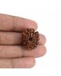 10 Mukhi Rudraksha (Nepal) 23.17 MM