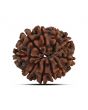 10 Mukhi Rudraksha (Nepal) 22.03 MM
