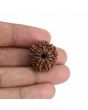 10 Mukhi Rudraksha (Nepal) 22.03 MM