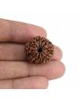 10 Mukhi Rudraksha (Nepal) 22.03 MM
