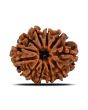 11 Mukhi Rudraksha (Nepal) 23.32 MM