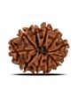11 Mukhi Rudraksha (Nepal) 23.32 MM