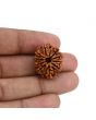 11 Mukhi Rudraksha (Nepal) 23.32 MM